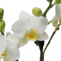 Come Innaffiare Le Orchidee